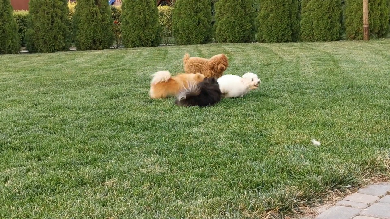 A Creature Video